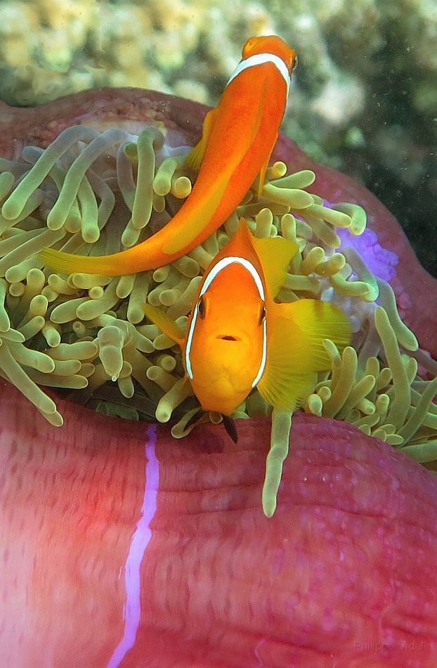 IMG_0457rf_Maldives_Madoogali_House reef_Poisson clown des maldives_Amphiprion nigripes.jpg